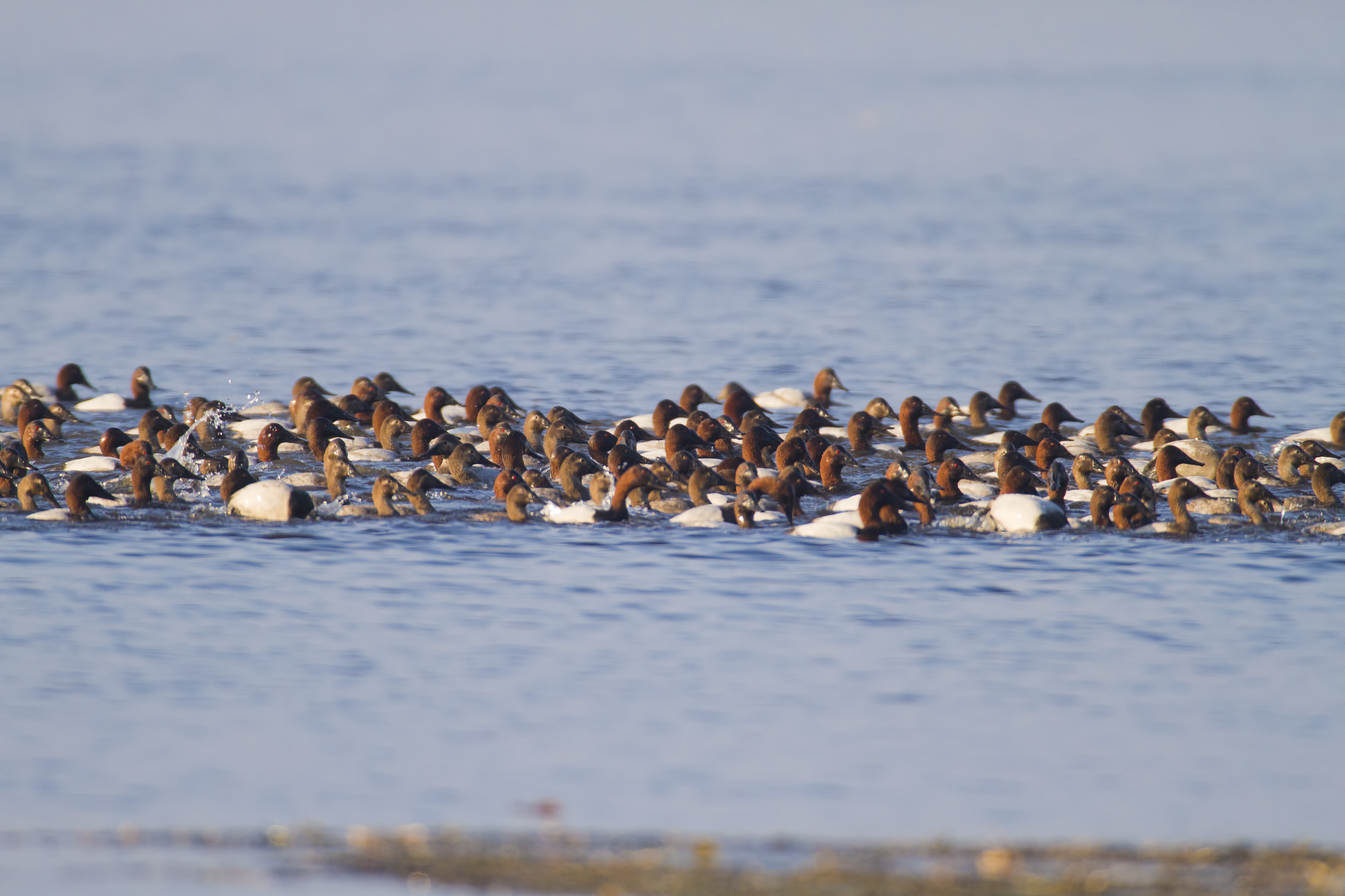 Sharing Space with Wildlife on the Water | Trempealeau Chamber of ...